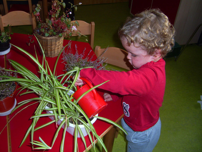 Niño pequeño regando una planta.