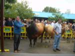 Varios ganaderos participantes con sus vacas