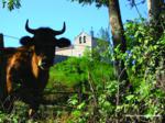 Vaca en primer plano con fondo de Iglesia