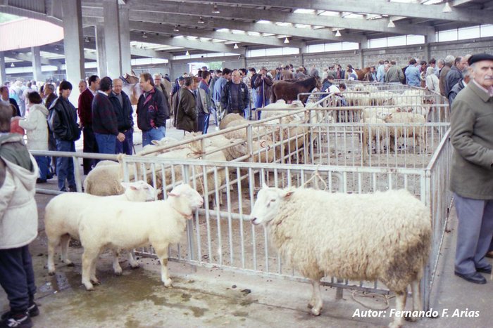 Mercado de ganado, donde se ven varias ovejas y gente comerciando con ellas.