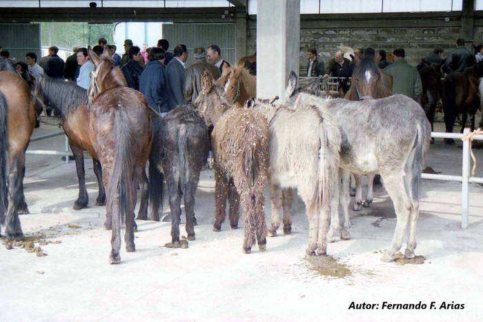 Mercado de ganado, donde se ven caballos y burros para comerciar.